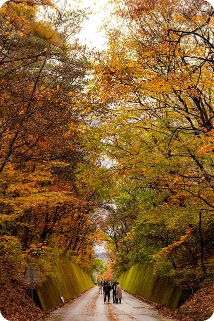 네이버페이카드로 오사카 여행 최적 결제 방법은?