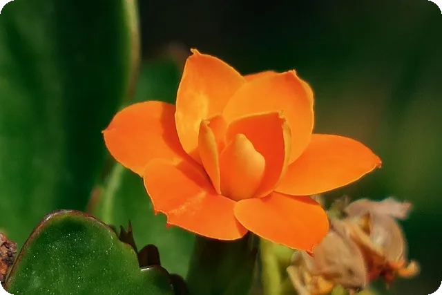 생활비카드추천 안산 다온카드 인센티브혜택은?