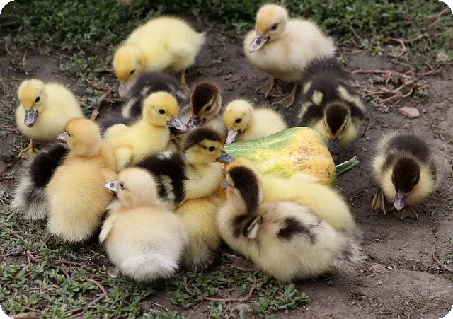 신용카드 할부 이자 어떻게 계산할까