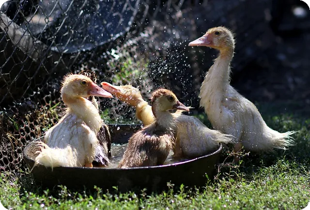 신용카드 할부 이자 어떻게 계산할까